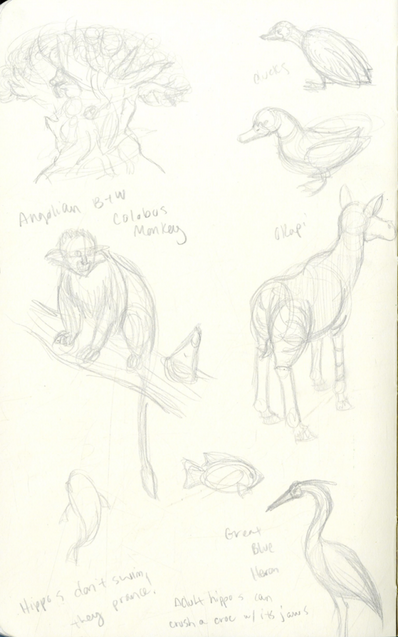 Animal Kingdom Studies 03 Animal Kingdom Studies 03