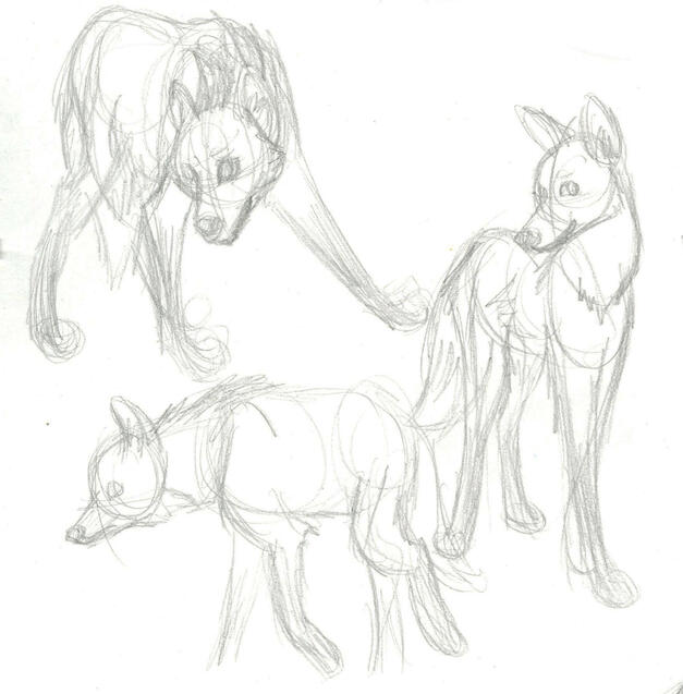 Maned Wolf Study Maned Wolf Study