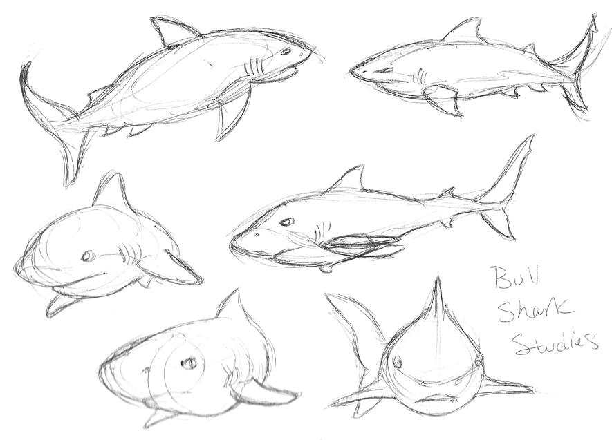 Bull Shark Study 02 Bull Shark Study 02