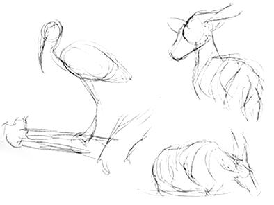 Jacksonville Zoo Studies 05