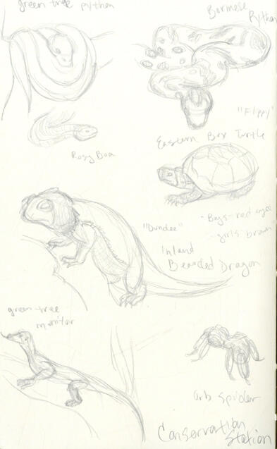 Animal Kingdom Studies 02